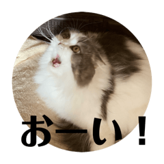 [LINEスタンプ] 我が家の3にゃん9