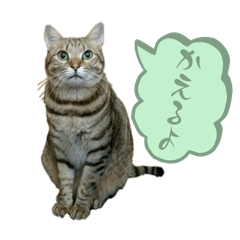 [LINEスタンプ] かえるよねこ