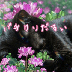 [LINEスタンプ] 飛び出す黒猫ハルとロビンの春