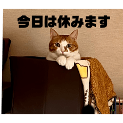 [LINEスタンプ] ちょこの日常〜6年の軌跡Part1