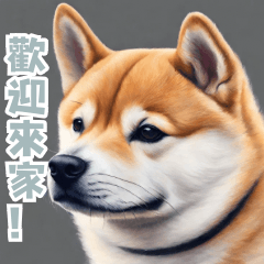 [LINEスタンプ] ほっこり柴犬の日常 中国語ver