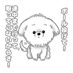 [LINEスタンプ] 犬が考えていることです。(マルチーズ)