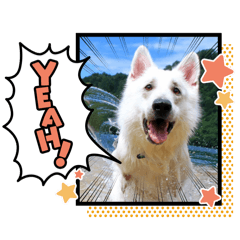 [LINEスタンプ] 災害救助犬コア