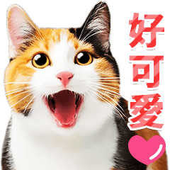 [LINEスタンプ] 気持ちを伝える♡かわいい三毛猫（台湾版）