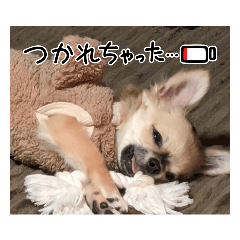 [LINEスタンプ] レオ・チョコ・虎鹿愛犬の日常挨拶
