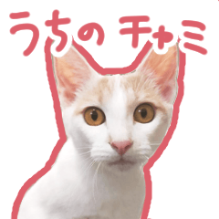 [LINEスタンプ] 元野良チャミ