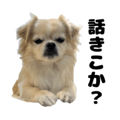 [LINEスタンプ] こまスタ第1弾