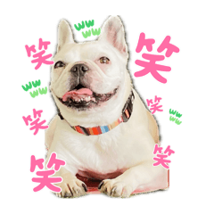 [LINEスタンプ] フレンチブルドッグのメイ