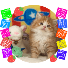 [LINEスタンプ] ねこまーち プリンスクリスタル