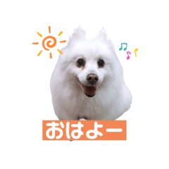 [LINEスタンプ] 普段使えるスピッツ犬