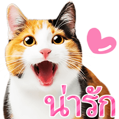 [LINEスタンプ] 【タイ語】気持ちを伝える♡かわいい三毛猫の画像（メイン）