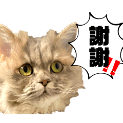 [LINEスタンプ] もふもふな猫たち