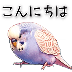 [LINEスタンプ] かわいいインコちゃんと日常会話