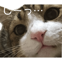 [LINEスタンプ] にゃろんすたんぷの画像（メイン）