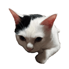 [LINEスタンプ] サコタニケのネコ