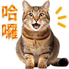 [LINEスタンプ] 【台湾版】気持ちを伝える♡キジトラ猫！の画像（メイン）