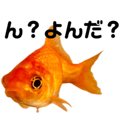 [LINEスタンプ] 金魚な日常