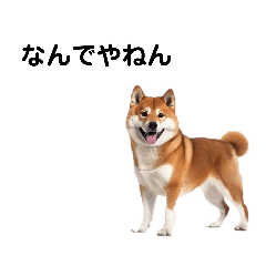 [LINEスタンプ] 関西弁な犬たち