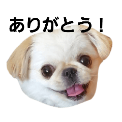 [LINEスタンプ] しらたまちゃん ver.1