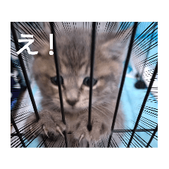 [LINEスタンプ] こまwithスタンプ2
