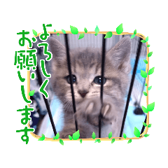 [LINEスタンプ] こまwithスタンプ