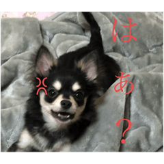 [LINEスタンプ] 家の子達！！