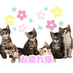 [LINEスタンプ] にゃんぴーす卒猫（team torapopo 1）
