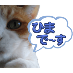 [LINEスタンプ] ニャンズにおまかせ❶