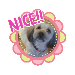 [LINEスタンプ] Mix犬のエース☆シーズー×ダックスの画像（メイン）