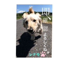 [LINEスタンプ] シナモ10