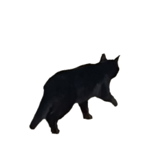 [LINEスタンプ] 黒猫のクロぽこけんのスタンプ