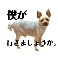 [LINEスタンプ] 犬犬猫鳥のスタンプvol.1