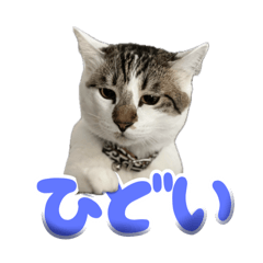 [LINEスタンプ] 猫のテラと仲間たち 5