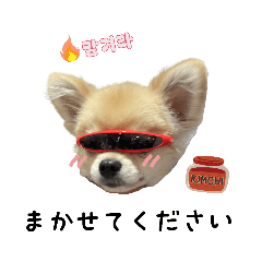 [LINEスタンプ] 【ノエル】使いやすいポメチワスタンプ2