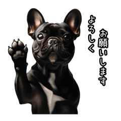 [LINEスタンプ] 黒フレブル！いつでも使えるスタンプ