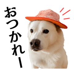 [LINEスタンプ] Hat Dog 〜ハットドッグ〜