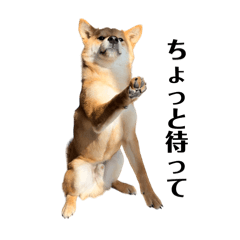 [LINEスタンプ] 毎日使える柴犬塁のスタンプ