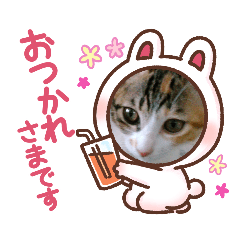 [LINEスタンプ] 猫の福＆来 仲良しスタンプ