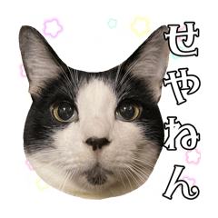 [LINEスタンプ] パラノイヤ雑貨店の猫様達⑥コテコテ関西弁