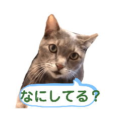 [LINEスタンプ] しのんさんちの12にゃん