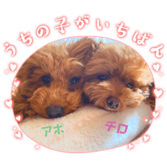 [LINEスタンプ] トイプーのチロルとアポロ