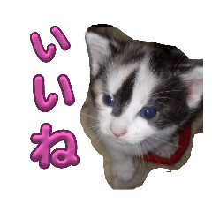 [LINEスタンプ] ちびくろききゃめ