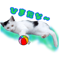 [LINEスタンプ] かわいい猫ちん