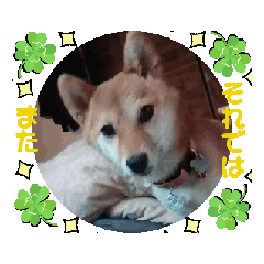 [LINEスタンプ] 可愛い柴犬「桜」の動くスタンプ（日常）1