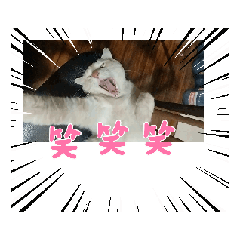 [LINEスタンプ] 動くネコ1