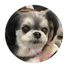 [LINEスタンプ] 可愛い子犬のここちゃん