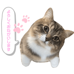 [LINEスタンプ] たぬきのふうちゃん