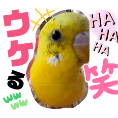 [LINEスタンプ] ぴぃこちゃん❤︎