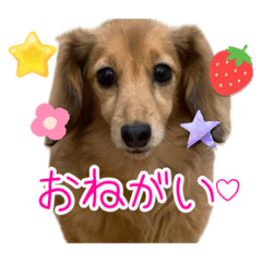 [LINEスタンプ] マギーちゃんファン倶楽部