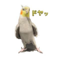 [LINEスタンプ] ふ〜たろスタンプ